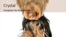  Presentation with old - Slide deck having lupus - yorkshire terrier 2 years old background and a coral colored foreground