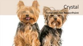  Presentation with old - Cool new slide deck with lupus - yorkshire terrier 2 years old backdrop and a coral colored foreground