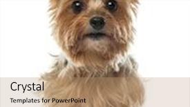  Presentation with 4 years old children and doctor - PPT theme enhanced with yorkshire terrier 9 years old sitting and looking at camera against white background background and a coral colored foreground