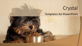  Presentation with puppy - Audience pleasing theme consisting of yorkshire terrier and canine food backdrop and a lemonade colored foreground