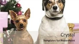  Presentation with russell - Colorful slide deck enhanced with yorkshire terrier and jack russell terrier sitting in front of christmas decorations against white background backdrop and a soft green colored foreground