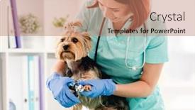  Presentation with veterinary - Presentation with yorkshire-terrier-claws-cutted background and a coral colored foreground