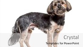  Presentation with old dog - Amazing slide set having yorkshire terrier dog 4 years old standing against white background backdrop and a light gray colored foreground