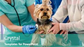  Presentation with vet - PPT layouts enhanced with yorkshire-terrier-dog-in-hands background and a teal colored foreground