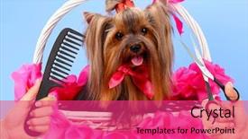  Presentation with pet grooming - Colorful PPT layouts enhanced with yorkshire terrier grooming backdrop and a red colored foreground