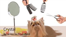  Presentation with salon - Presentation with yorkshire terrier grooming background and a coral colored foreground