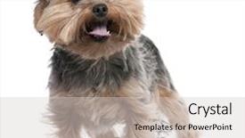  Presentation with 30 years service award - Audience pleasing presentation theme consisting of yorkshire terrier panting 2 years old in front of a white background backdrop and a light gray colored foreground