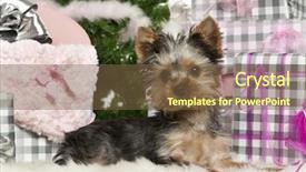  Presentation with gifts - Slides enhanced with yorkshire terrier puppy 3 months old lying with christmas gifts in front of white background background and a tawny brown colored foreground