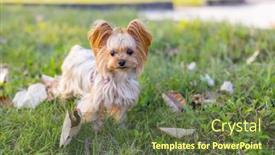  Presentation with green lawn - Presentation theme with yorkshire-terrier-sit background and a tawny brown colored foreground