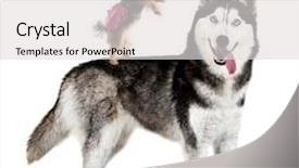  Presentation with husky - Cool new PPT theme with yorkshire terrier standing on husky's back isolated on white backdrop and a light gray colored foreground