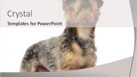  Presentation with posture - Cool new slide set with yorkshire terrier standing in an action posture and looking upwards on white studio background backdrop and a light gray colored foreground