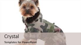  Presentation with white green - Cool new PPT layouts with yorkshire terrier with green camo backdrop and a soft green colored foreground