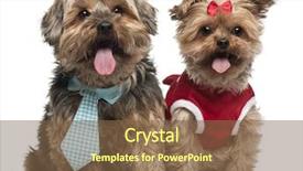  Presentation with old dog - Amazing presentation design having yorkshire terriers dressed up 4 backdrop and a tawny brown colored foreground