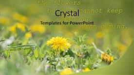  Presentation with quote - Audience pleasing PPT theme consisting of you can cut all the flowers but you cannot keep spring from coming - quote with an image of a dandelion in grass reaching for sun backdrop and a gold colored foreground