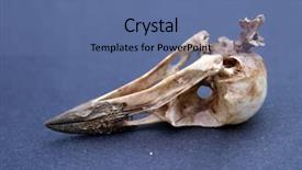  Presentation with crow - Colorful PPT theme enhanced with you can see a diffrent backdrop and a  colored foreground