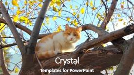  Presentation with tree wildland fire - Theme consisting of you sitting on autumn tree background and a tawny brown colored foreground