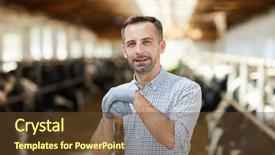  Presentation with young students working in groups - PPT layouts consisting of you while working in cowshed background and a tawny brown colored foreground