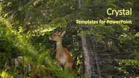  Presentation with mountains and the sacred geometry - Slides consisting of yound deer on the slope background and a tawny brown colored foreground