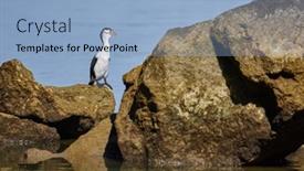  Presentation with rocky shore - Cool new slide set with yound-pied-shag-an-australasian backdrop and a light blue colored foreground