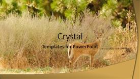  Presentation with whitetail deer - Slide deck consisting of young a fawn whitetail deer background and a yellow colored foreground