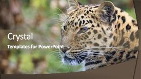  Presentation with amur leopard - Colorful slide deck enhanced with young adult amur leopard backdrop and a coral colored foreground