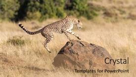  Presentation with cheetah - PPT layouts with young adult cheetah leaps onto background and a coral colored foreground