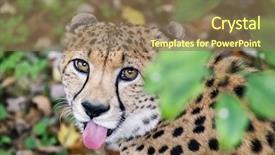  Presentation with land loss - Cool new theme with young adult cheetah peeps backdrop and a coral colored foreground