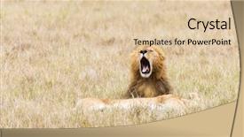  Presentation with lion king - Cool new presentation design with young adult male lion roars backdrop and a lemonade colored foreground