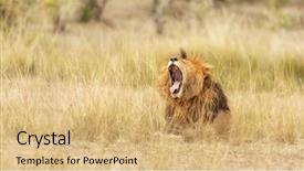  Presentation with male lion - Amazing presentation design having young adult male lion roars backdrop and a coral colored foreground