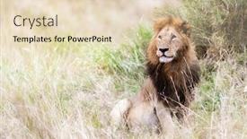  Presentation with male lion - PPT theme featuring young-adult-male-lion-sitting background and a lemonade colored foreground