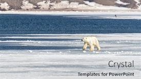  Presentation with polar bear - Presentation design with young-adult-polar-bear-ursus background and a light gray colored foreground