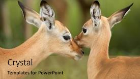  Presentation with south africa - Beautiful presentation design featuring young aepyceros melampus south africa backdrop and a yellow colored foreground