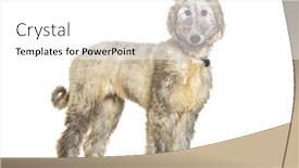  Presentation with frames isolated on white brown - Presentation design consisting of young-afghan-hound-isolated background and a white colored foreground