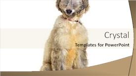  Presentation with blank whiteboard isolated on white - Slide set with young-afghan-hound-isolated background and a lemonade colored foreground