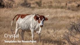  Presentation with cattle - PPT theme having young-african-cattle background and a coral colored foreground