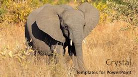  Presentation with kruger - Slides consisting of young-african-elephant-loxodonta-africana background and a coral colored foreground