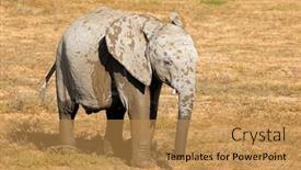  Presentation with elephant - Presentation design enhanced with young-african-elephant-loxodonta-africana background and a gold colored foreground