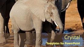  Presentation with elephant - PPT theme enhanced with young-african-elephant-loxodonta-africana background and a tawny brown colored foreground