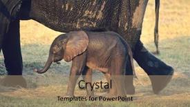  Presentation with elephant - Colorful theme enhanced with young african elephant loxodonta africana backdrop and a coral colored foreground