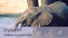  Presentation with elephant - Amazing theme having young african elephant loxodonta africana backdrop and a light blue colored foreground