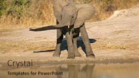  Presentation with elephant - 