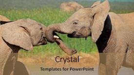  Presentation with south africa - PPT theme with young african elephants loxodonta africana background and a coral colored foreground