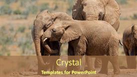  Presentation with south africa - PPT theme having young-african-elephants-loxodonta-africana background and a tawny brown colored foreground