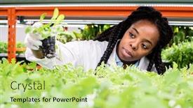  Presentation with seedling - PPT theme enhanced with young-african-female-biologist-taking background and a mint green colored foreground