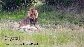  Presentation with jeep - Cool new presentation design with young-african-lion-is-resting backdrop and a mint green colored foreground
