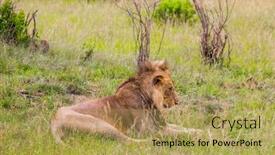  Presentation with jeep - Audience pleasing slide deck consisting of young-african-lion backdrop and a yellow colored foreground