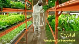  Presentation with lettuce - PPT layouts consisting of young-african-male-agroengineer background and a tawny brown colored foreground