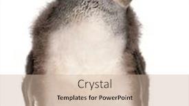  Presentation with old young - Cool new theme with young-african-penguin-spheniscus-demersus backdrop and a soft green colored foreground