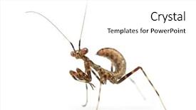  Presentation with one young man exercising handball - Theme featuring young african pinstripe mantis - miomantis background and a white colored foreground