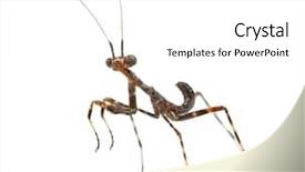  Presentation with pan african - Slides consisting of young african pinstripe mantis - miomantis background and a white colored foreground